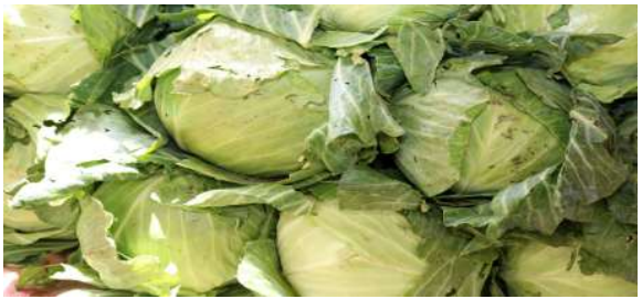 Fresh and neat Cabbages is part of our vegetable source
