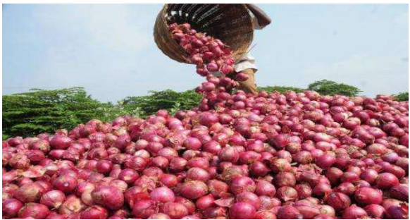 Our Onions are very fresh, large, mature and natural source of vegetable.
