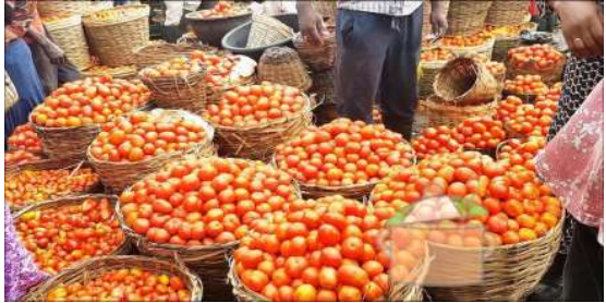 Our tomatoes is the best in the market-fleshy fresh and laoded.
